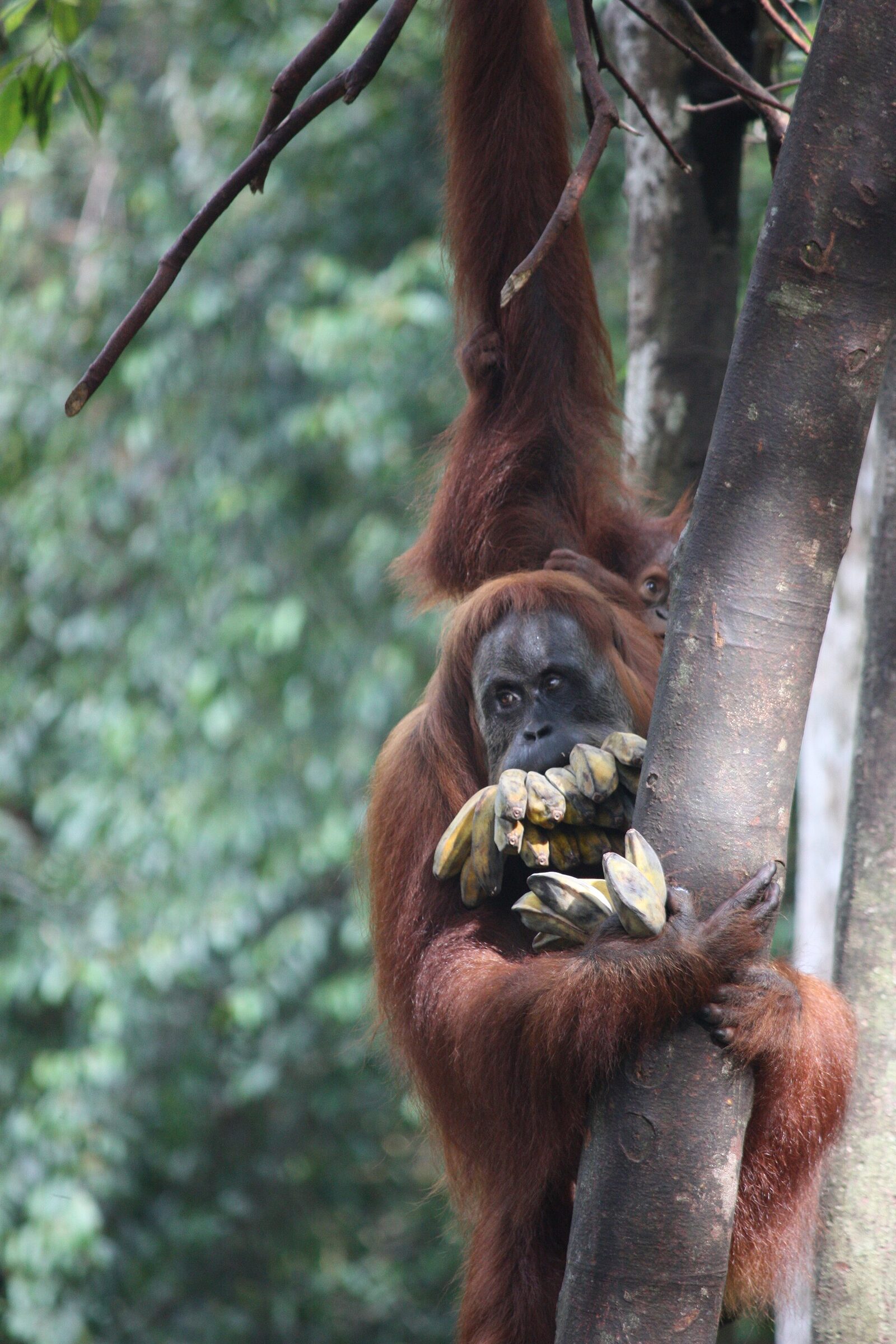 Orangutan Sumatra